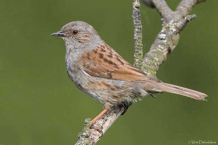 Koppel Heggenmussen beschikbaar., Dieren en Toebehoren, Vogels | Overige Vogels, Wildzangvogel, Meerdere dieren, Geringd
