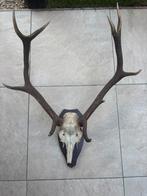 Hertengewei, Verzamelen, Dierenverzamelingen, Ophalen, Zo goed als nieuw, Beeldje of Figuurtje