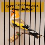 Mooie xl witkop Major putter man, Dieren en Toebehoren, Vogels | Overige Vogels, Mannelijk, Wildzangvogel, Geringd