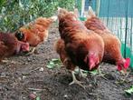 3 lohman kippen gratis, Dieren en Toebehoren, Pluimvee, Vrouwelijk, Kip