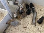 Wandotte, Cochin, Sarama`s, Barnevelder krielen, Dieren en Toebehoren, Pluimvee, Meerdere dieren, Kip