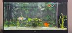 Juwel Rio 350 met kast, Ophalen, Gebruikt, Gevuld zoetwateraquarium