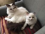 Ragdoll raszuiver, Dieren en Toebehoren, Katten en Kittens | Raskatten | Korthaar, Kater, Gechipt, 0 tot 2 jaar