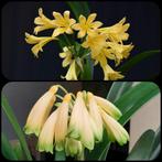 Clivia plantje Dancing green x Gardinii Yellow/green, Volledige schaduw, Overige soorten, Ophalen of Verzenden, Minder dan 100 cm