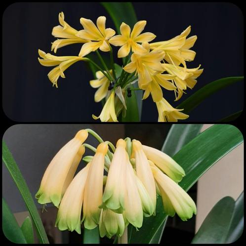 Clivia plantje Dancing green x Gardinii Yellow/green, Huis en Inrichting, Kamerplanten, Overige soorten, Minder dan 100 cm, Bloeiende kamerplant