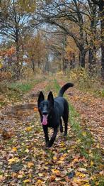 Husky/mechelse herder, 15 weken tot 1 jaar, Teef, Parvo, Eén hond