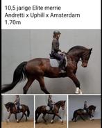 Super lieve en eerlijke Elite merrie, Dieren en Toebehoren, Paarden, Merrie, Dressuurpaard