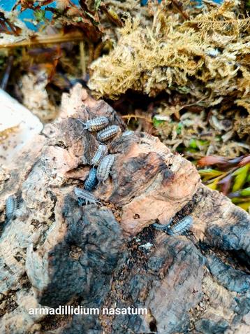Armadillidium nasatum beschikbaar voor biedingen