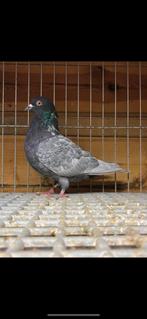 Andalusier doffer, Dieren en Toebehoren, Vogels | Duiven, Mannelijk, Kropper