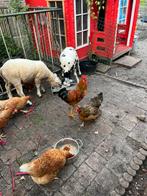 Haan (Pasen ‘25) gratis, Dieren en Toebehoren, Mannelijk, Kip
