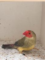 Binsenastrilde roodkop, Dieren en Toebehoren, Vogels | Overige Vogels, Vrouwelijk