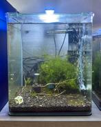 Dennerle nano cube 30L / compleet garnalen, Dieren en Toebehoren, Vissen | Aquaria en Toebehoren, Ophalen, Zo goed als nieuw, Gevuld zoetwateraquarium