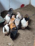 Chabo, Dieren en Toebehoren, Pluimvee, Meerdere dieren, Kip