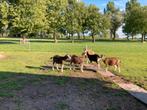 Toggenburger geiten, Dieren en Toebehoren, Schapen, Geiten en Varkens, Meerdere dieren, Geit, 0 tot 2 jaar