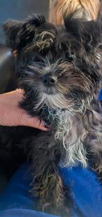 Kruising van maltezer en york, CDV (hondenziekte), 8 tot 15 weken, Eén hond, Nederland