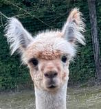 Bonte Alpaca hengst, Dieren en Toebehoren, Overige Dieren, Juli, Mannelijk