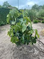 Leuke vijgenbomen te koop, Ophalen, Minder dan 100 cm, Volle zon, In pot