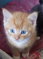 Leuke  jonge poesjes, Dieren en Toebehoren, Katten en Kittens | Overige Katten, Meerdere dieren, Kortharig, 0 tot 2 jaar