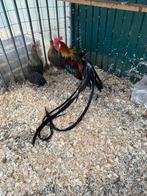 Onagadori hanen en hennen, Dieren en Toebehoren, Pluimvee, Meerdere dieren, Kip