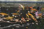 koi en toebehoren, Tuin en Terras, Vijvers, Ophalen, Gebruikt