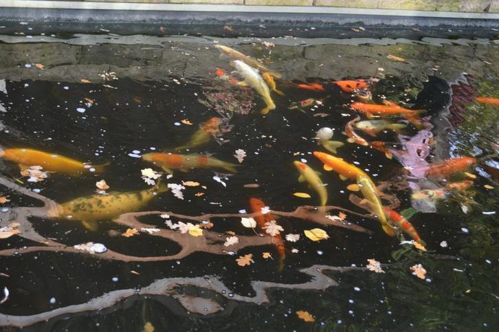 koi en toebehoren, Tuin en Terras, Vijvers, Gebruikt, Ophalen