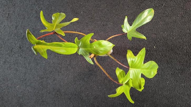 Philodendron Florida Beauty 4 🌱, Huis en Inrichting, Kamerplanten, Overige soorten, Minder dan 100 cm, Groene kamerplant, Halfschaduw