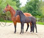 Chique talentvol hengstveulen van O'Toto van de Wimphof, Dieren en Toebehoren, Paarden, Gechipt, Niet van toepassing, Dressuurpaard