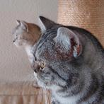 Dekkater