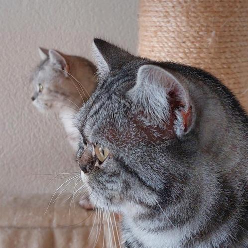 Dekkater, Dieren en Toebehoren, Katten en Kittens | Dekkaters