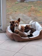jack russell pups, Dieren en Toebehoren, Rabiës (hondsdolheid), Jack Russell Terriër, 8 tot 15 weken, Meerdere
