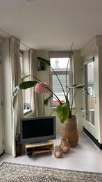 Strelitzia, 2 m hoog, Ophalen, Overige soorten