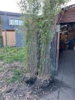 Bamboe fargesia,  3x, Tuin en Terras, Ophalen, Bamboe, 250 cm of meer