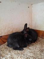 2 mooi konijn, Dieren en Toebehoren, Vrouwelijk
