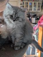 Pers x Maine Coon kittens, Dieren en Toebehoren, Katten en Kittens | Raskatten | Langhaar, Kater, Ontwormd