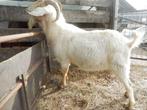 mooie rustige boerbok, Dieren en Toebehoren, Schapen, Geiten en Varkens, Mannelijk, Geit, 3 tot 5 jaar