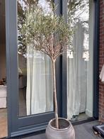 Prachtige Olijfboom in Pot, Bloeit niet, 100 tot 250 cm, Olijfboom, Ophalen