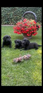 Super mooie Zwarte Labrador pups (Ouders Stamboom), Dieren en Toebehoren, Honden | Retrievers, Spaniëls en Waterhonden, Rabiës (hondsdolheid)