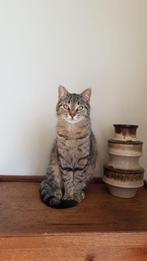 Gratis poes, Poes, Kortharig, 3 tot 5 jaar