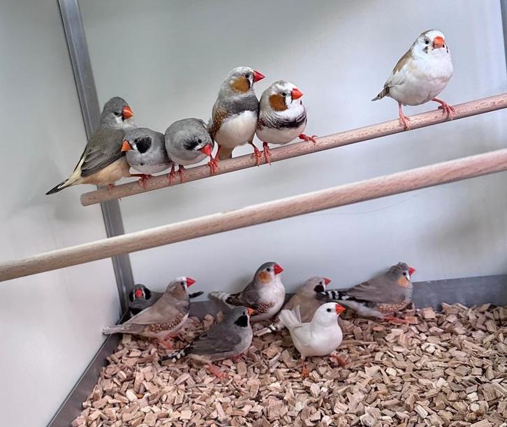 Zebravinken koppels, Dieren en Toebehoren, Vogels | Overige Vogels, Tropenvogel, Meerdere dieren