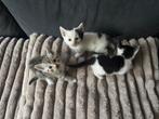Lieve kittens geboren op 12 augustus – nu te reserveren!, Dieren en Toebehoren, Meerdere dieren, Kortharig, 0 tot 2 jaar