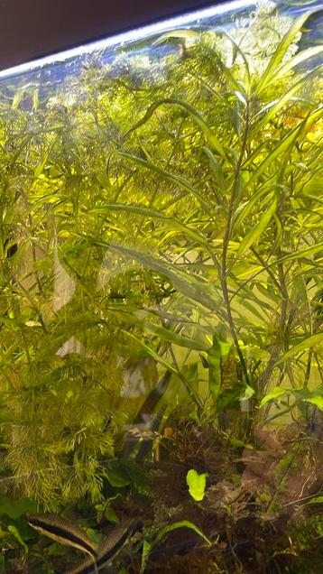 Aquarium plants 5€  beschikbaar voor biedingen