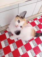 Hele schattige kitten  tekoop  geboren op 16 mei 2025, Dieren en Toebehoren, Katten en Kittens | Raskatten | Korthaar