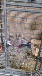 Koppel takla duiven, Meerdere dieren, Overige soorten
