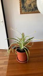 Plant Lelie Gras, Huis en Inrichting, Kamerplanten, Ophalen of Verzenden, Halfschaduw, Minder dan 100 cm