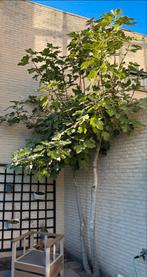 Vijgenboom, tweestammig, Bloeit niet, Overige soorten, 250 tot 400 cm, Ophalen