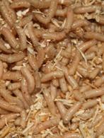 casters, maden, wormen, pinky's, etc evt per post, Watersport en Boten, Hengelsport | Witvissen, Ophalen of Verzenden, Nieuw, Overige typen