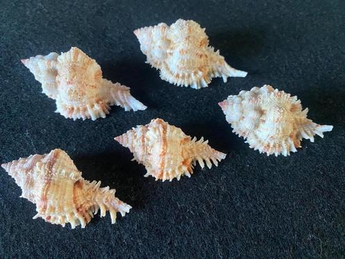 Schelpen Murex Chicomurex Superbus, Verzamelen, Mineralen en Fossielen, Schelp(en), Verzenden