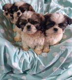 Shih tzu, Parvo, Overige rassen, 8 tot 15 weken, Teef