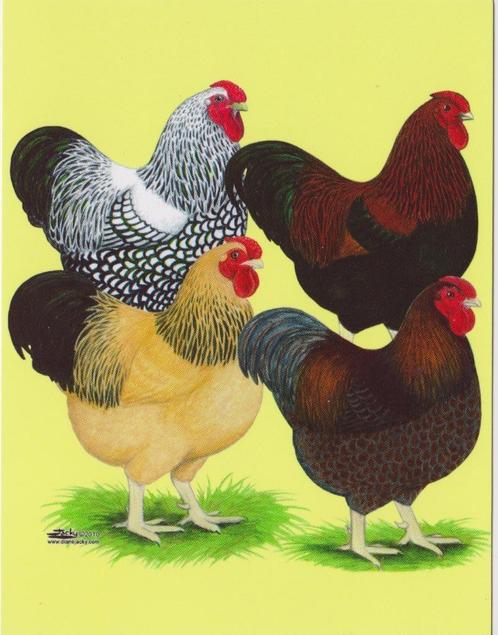 kippen briefkaarten, Verzamelen, Dierenverzamelingen, Zo goed als nieuw, Overige typen, Overige soorten, Ophalen of Verzenden