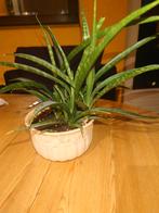 Mooie Sansevieria trifasciata Fernwood, Vetplant, In pot, Minder dan 100 cm, Groene kamerplant